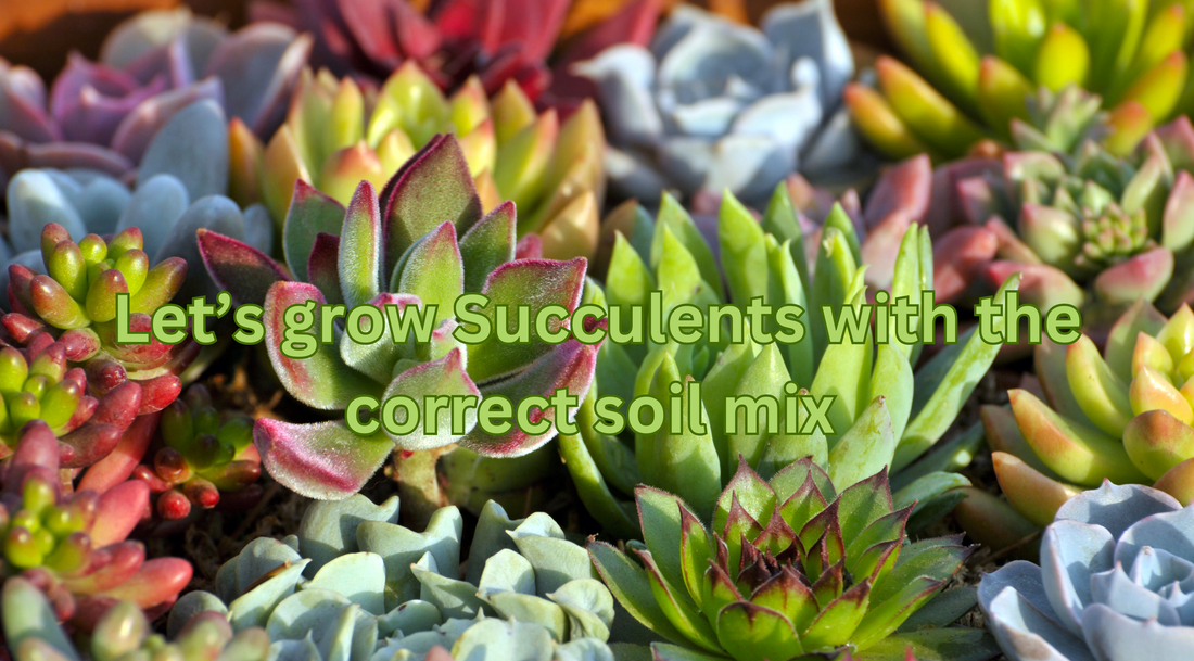 Discover the Top 3 Ingredients for the Best Succulent Soil Mix