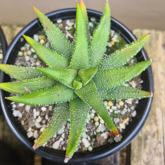 Haworthia spp 2