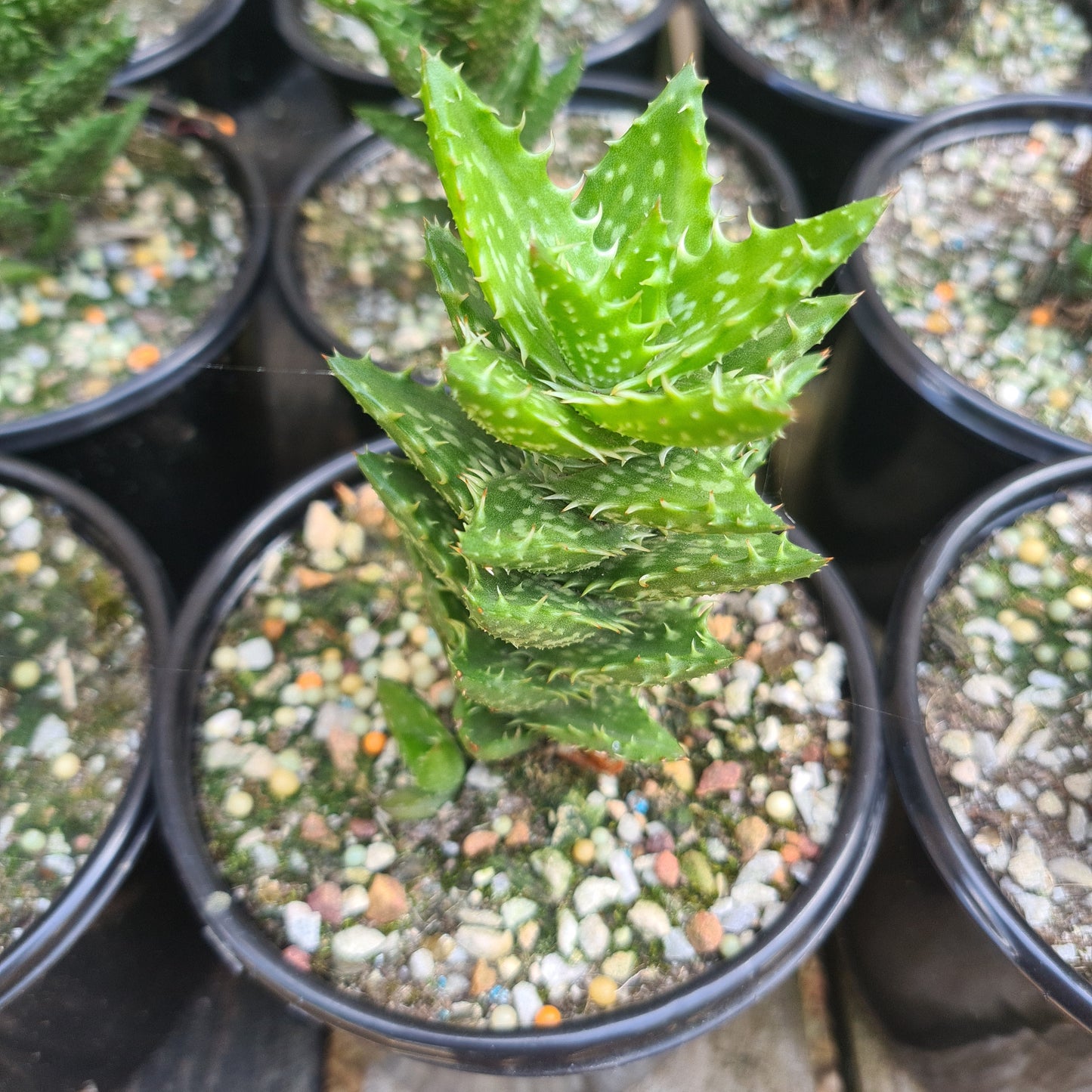 Haworthia spp