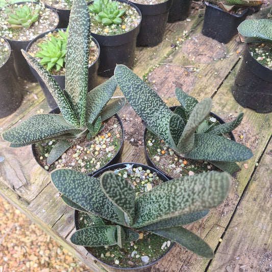 Gasteria 1