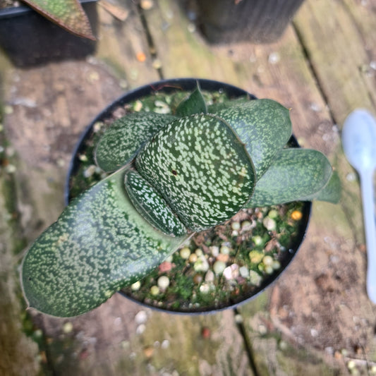 Gasteria 2