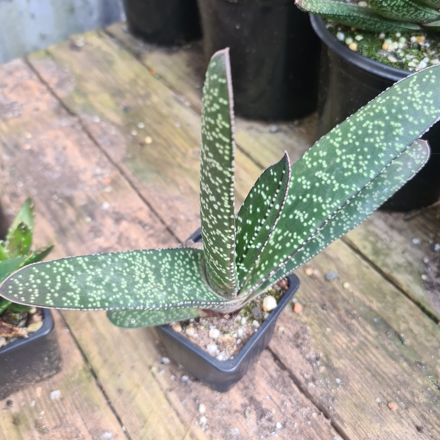 Gasteria 3