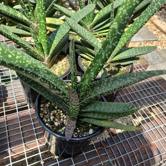 Gasteria 4