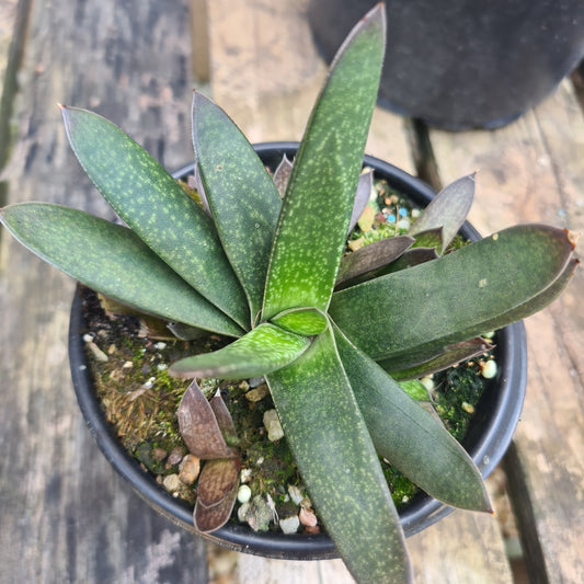 Gasteria 5