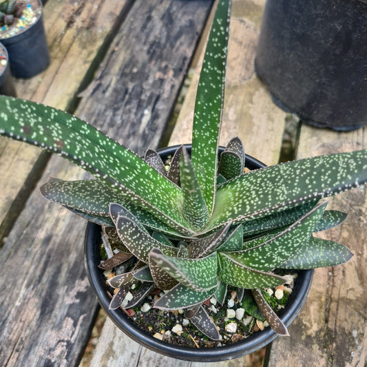 Gasteria 6