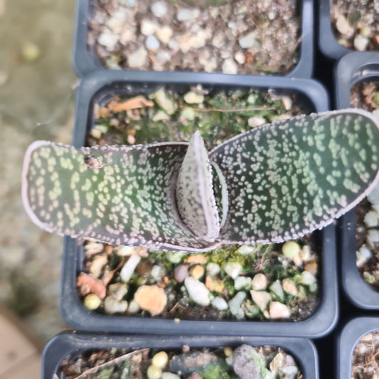 Gasteria mix