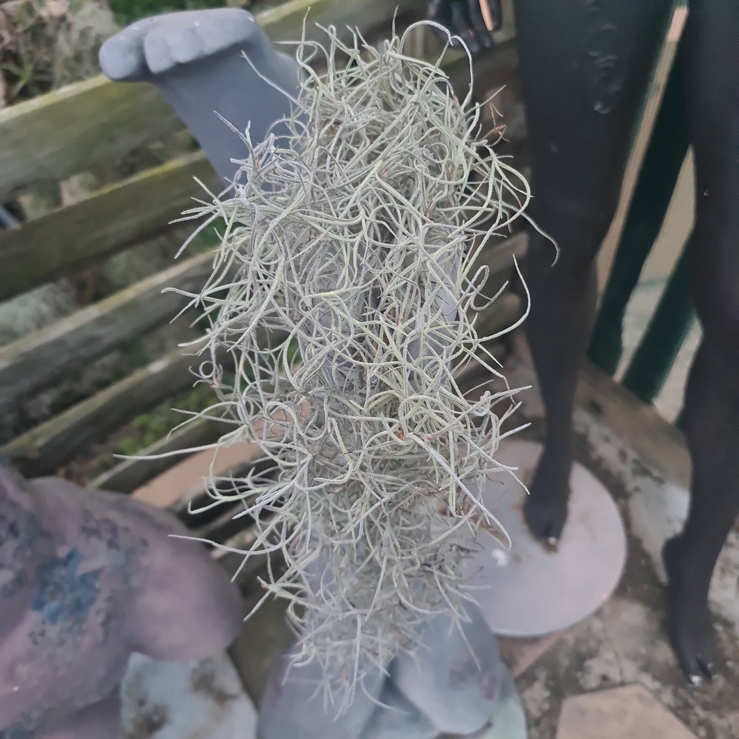 Air plant - Old Man's Beard