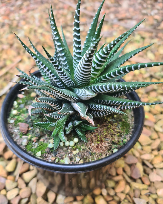 Haworthia Zebra