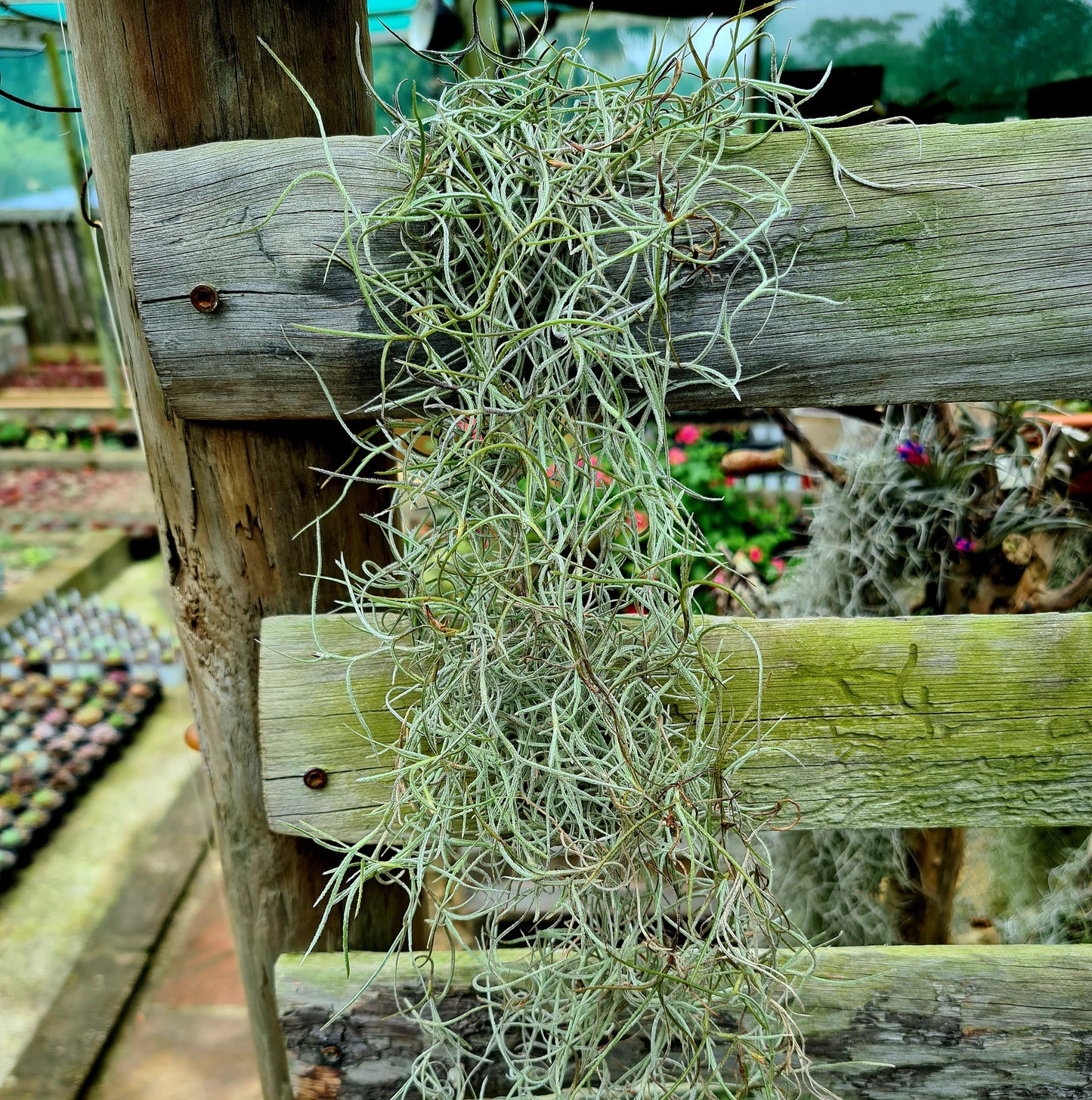 Air plant - Old Man's Beard