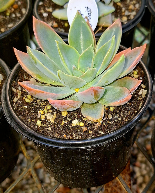 Graptoveria Ghost