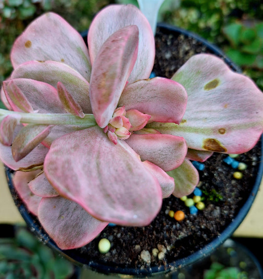 Rainbow Brocade Variegated