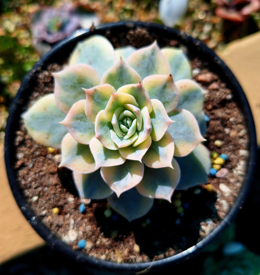 Peacockii Variegated