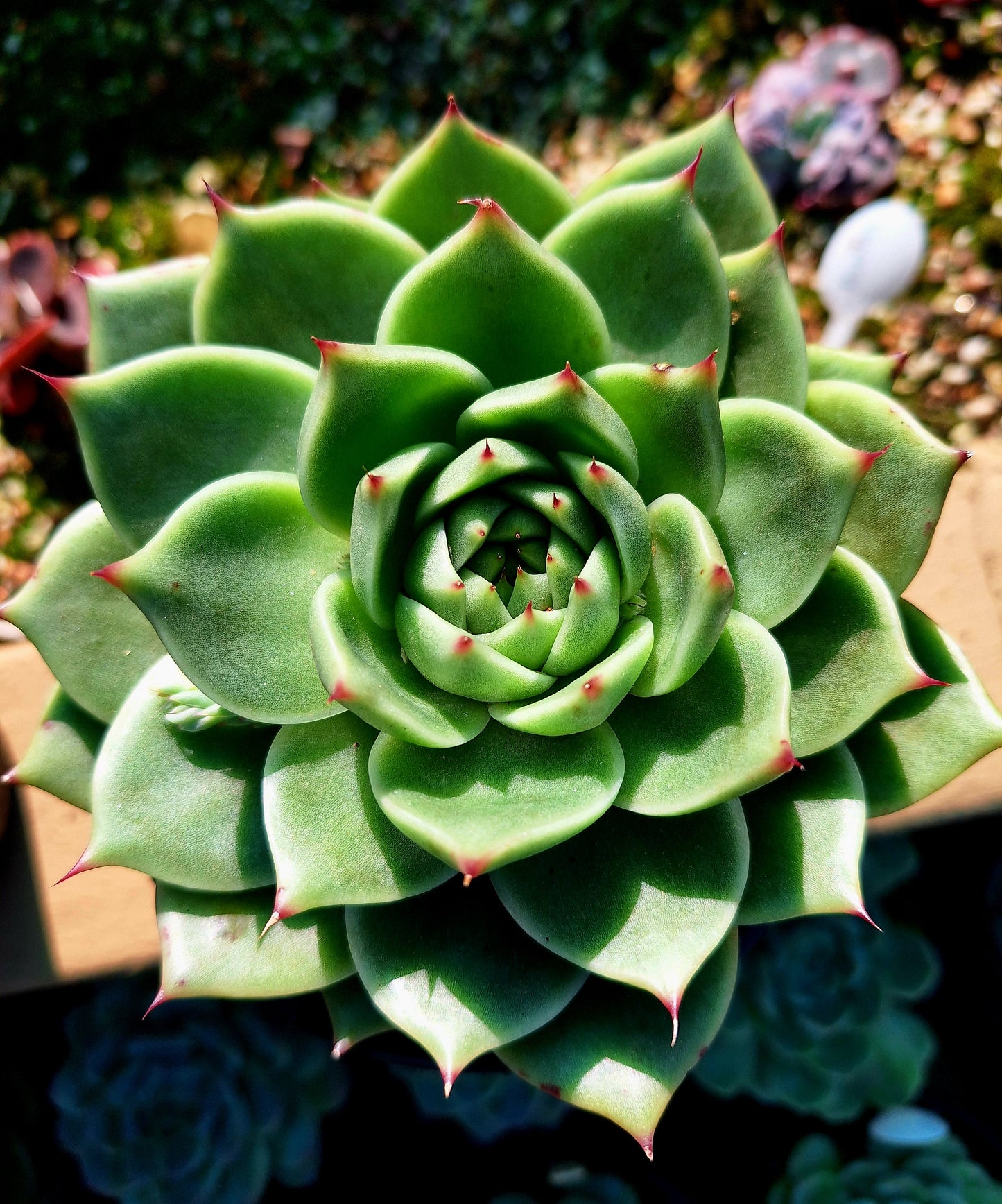 Agavoides Blue Dragon