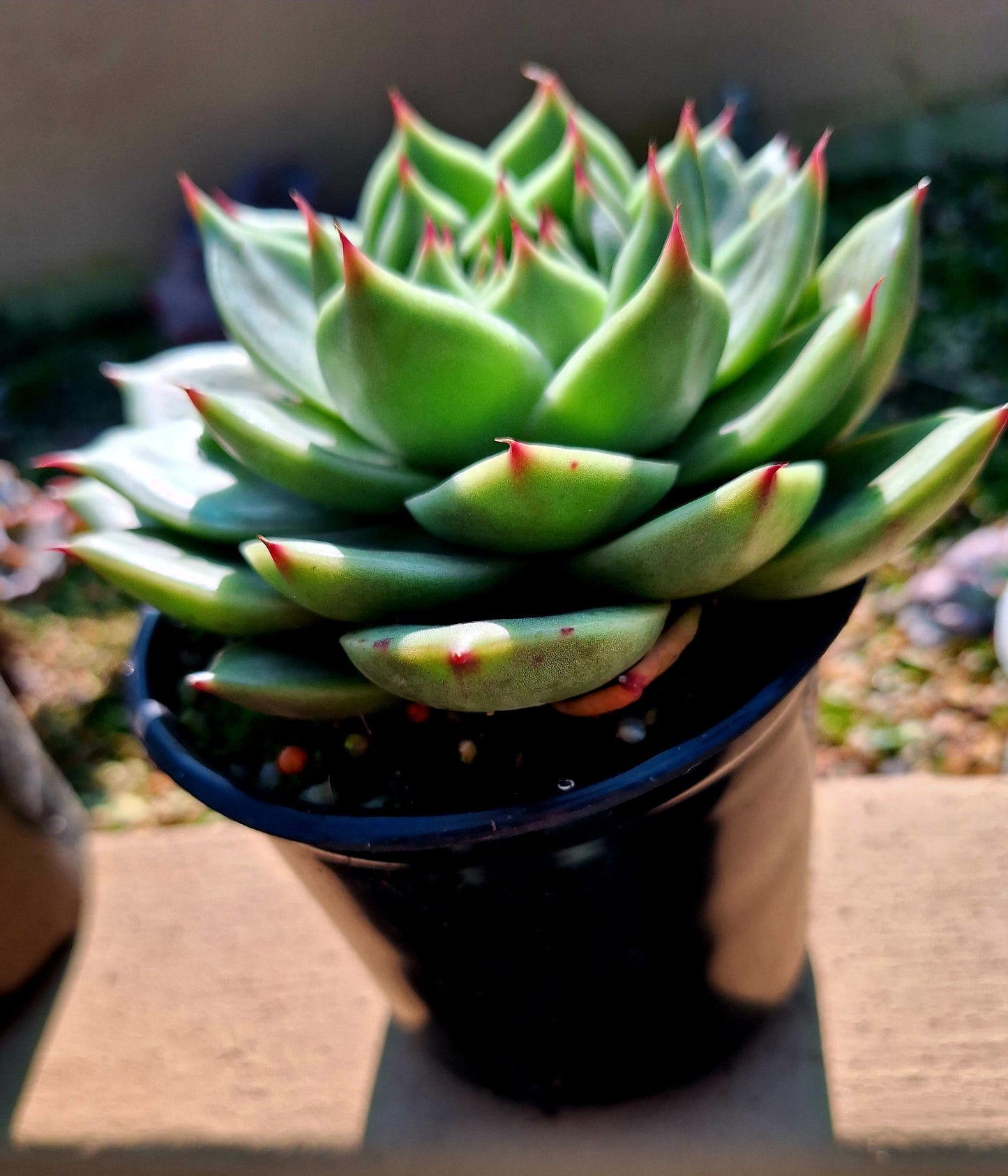 Agavoides Blue Dragon