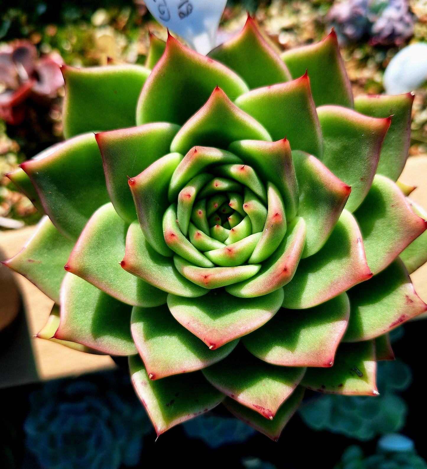 Agavoides Blue Dragon