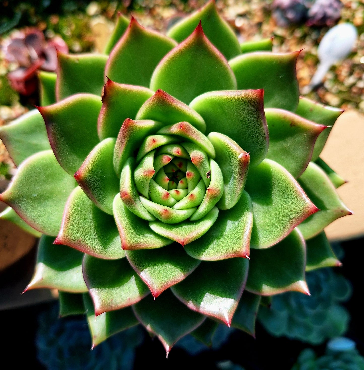 Agavoides Blue Dragon