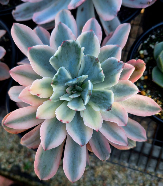 Hoveyi Variegated