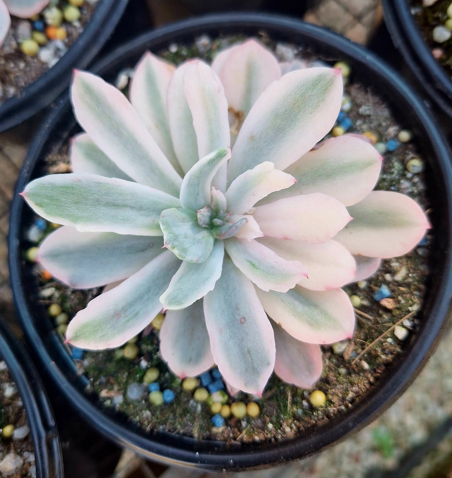 Hoveyi Variegated