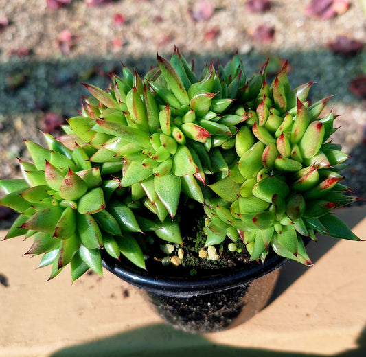 Agavoides Cristata