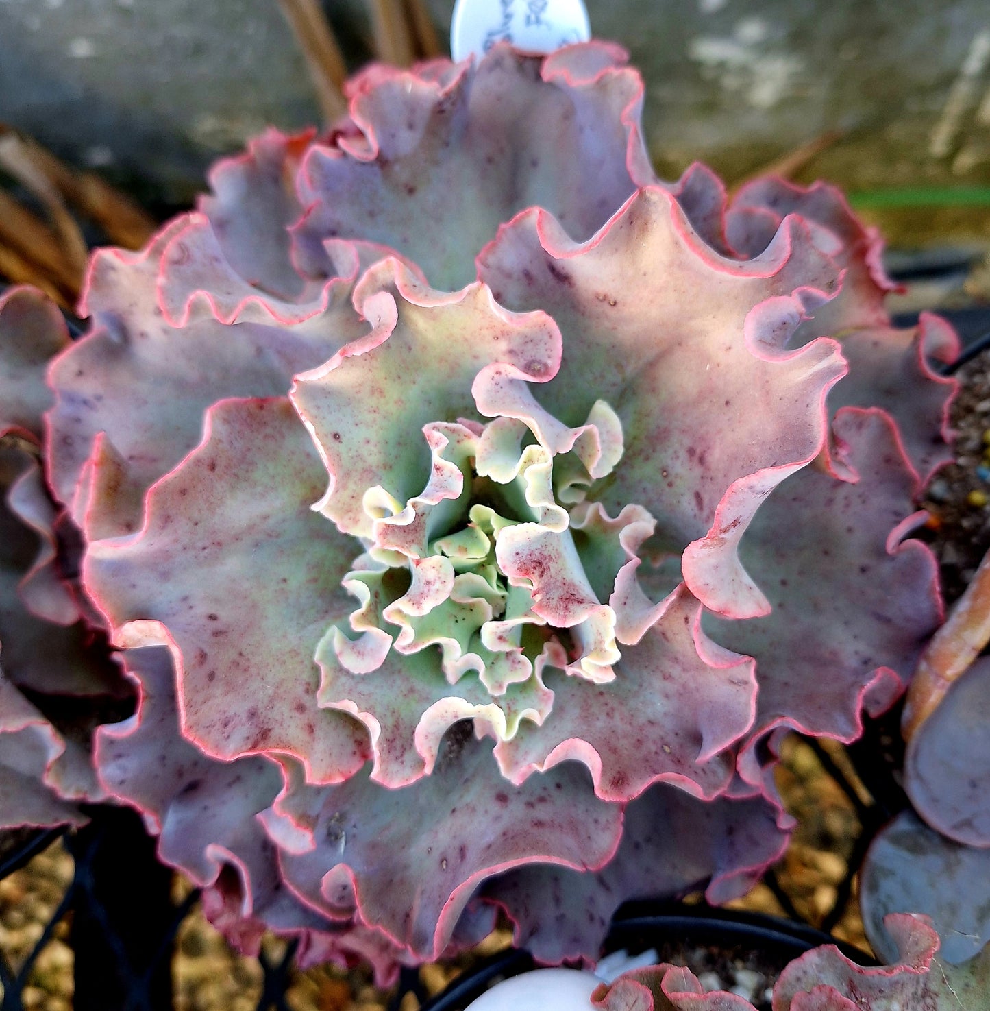 Giant Blue Curls Frilly