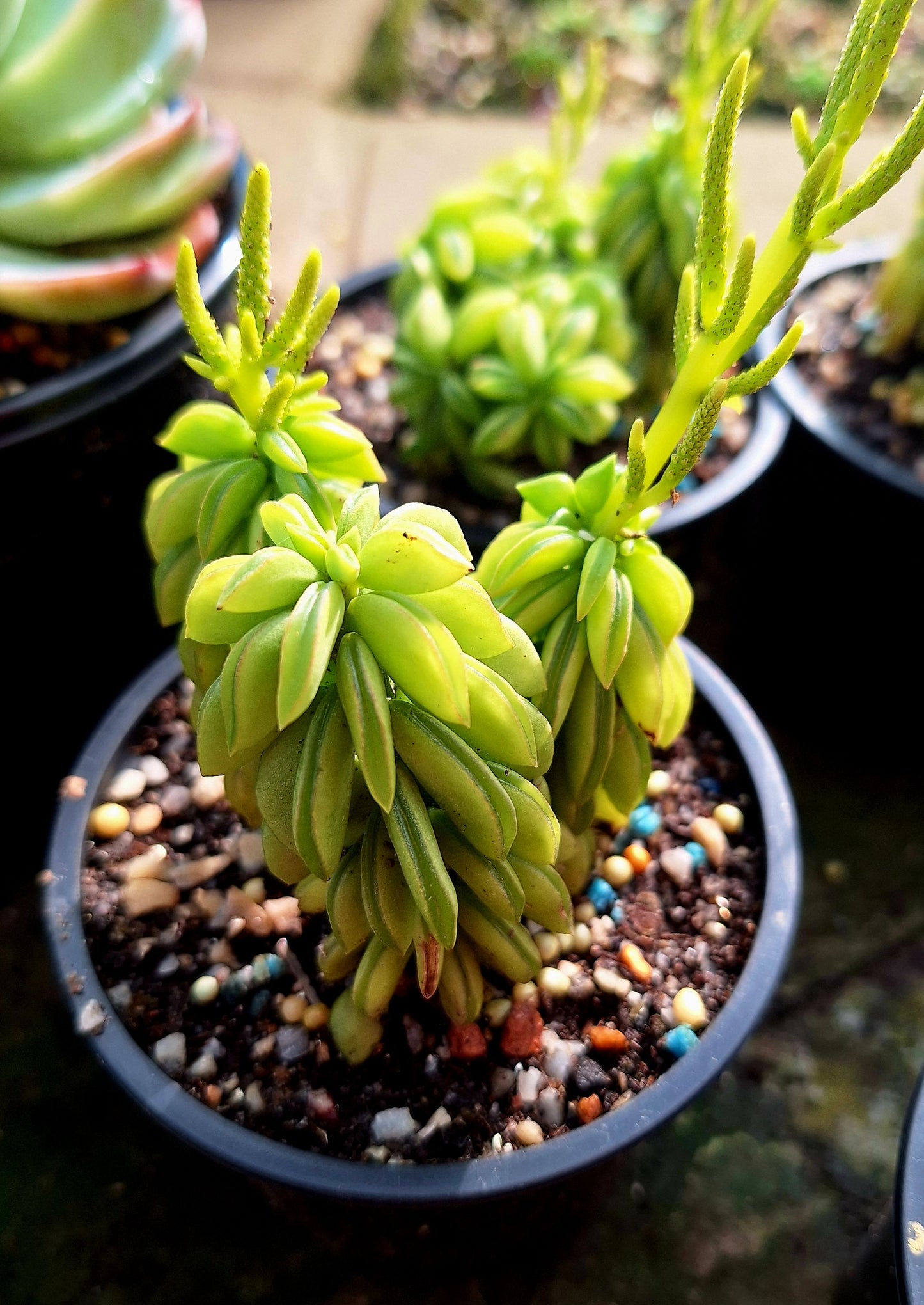 Peperomia