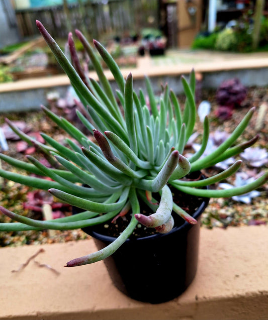 Dudleya Edulis