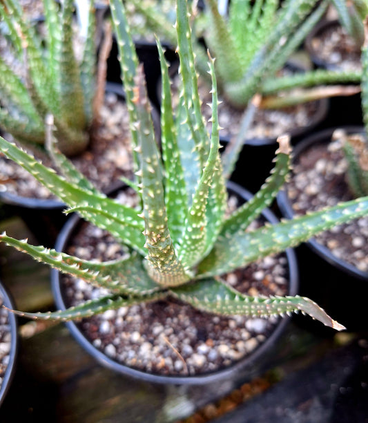 Lace Aloe