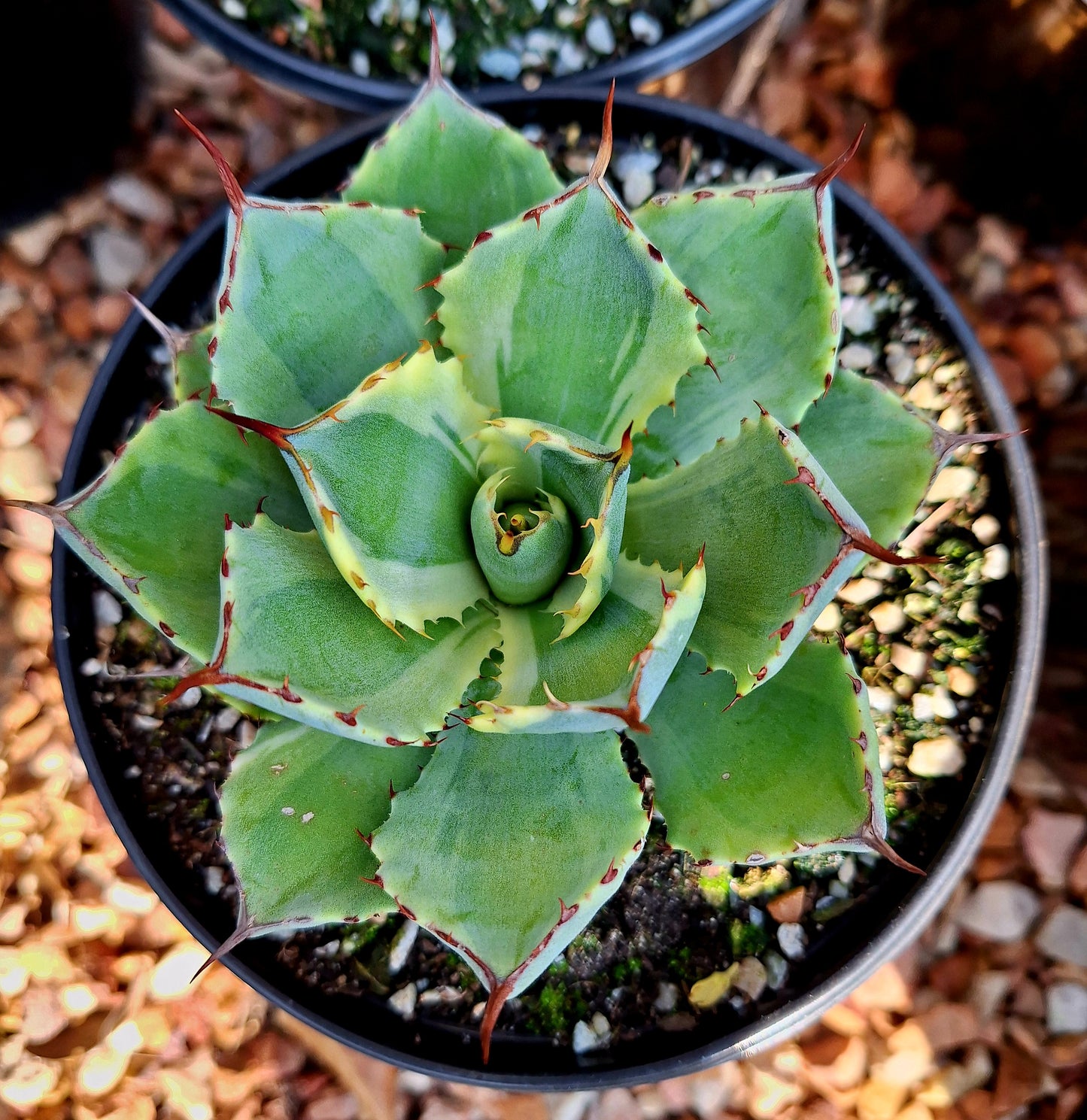 Potatorum Lime Variegation