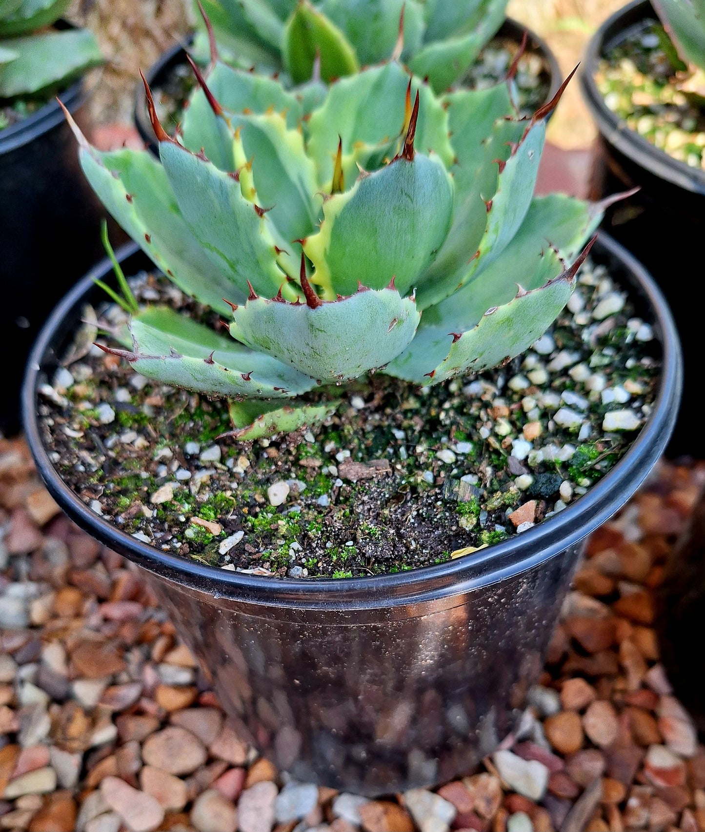 Potatorum Lime Variegation