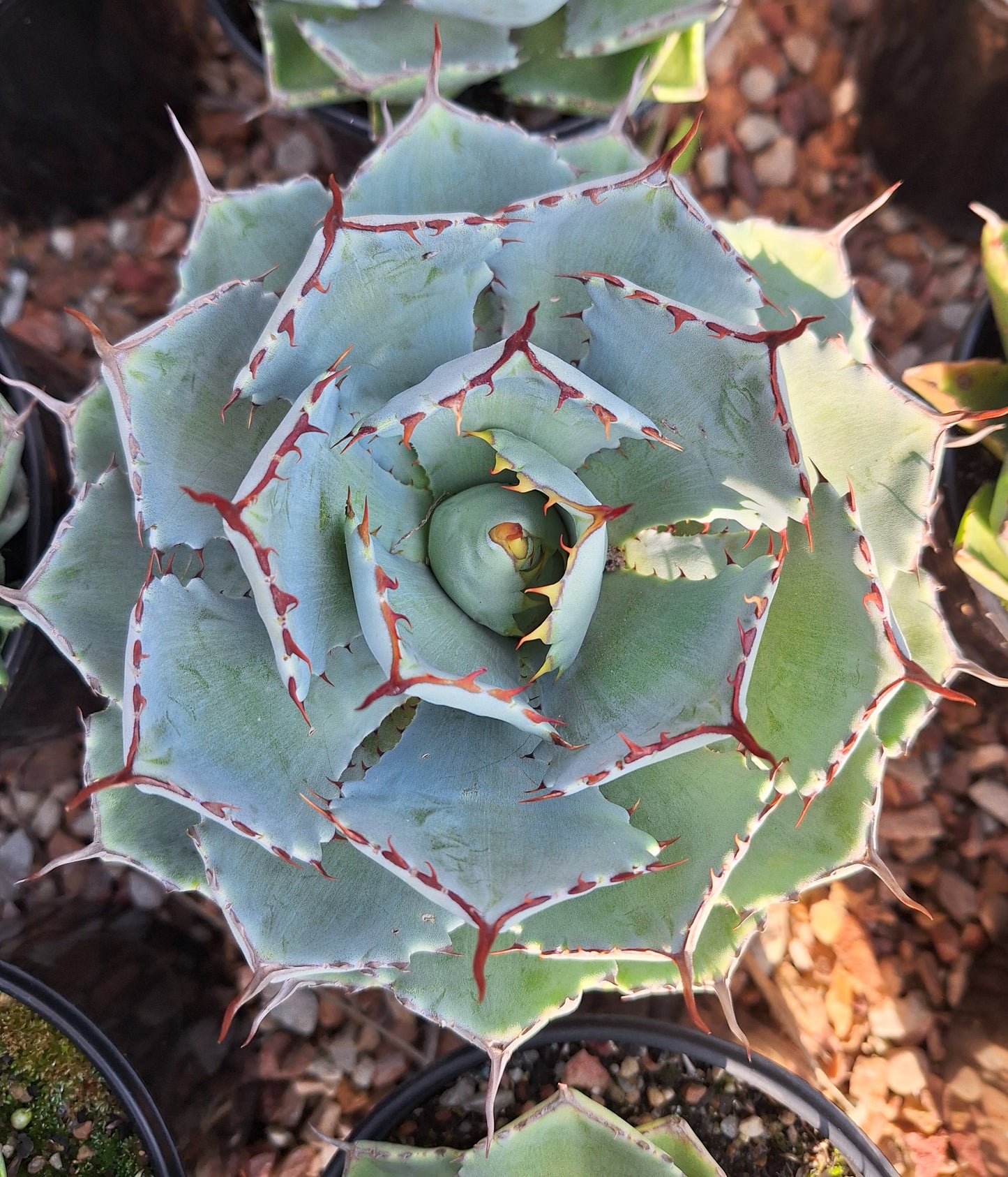 Agave Potatorum