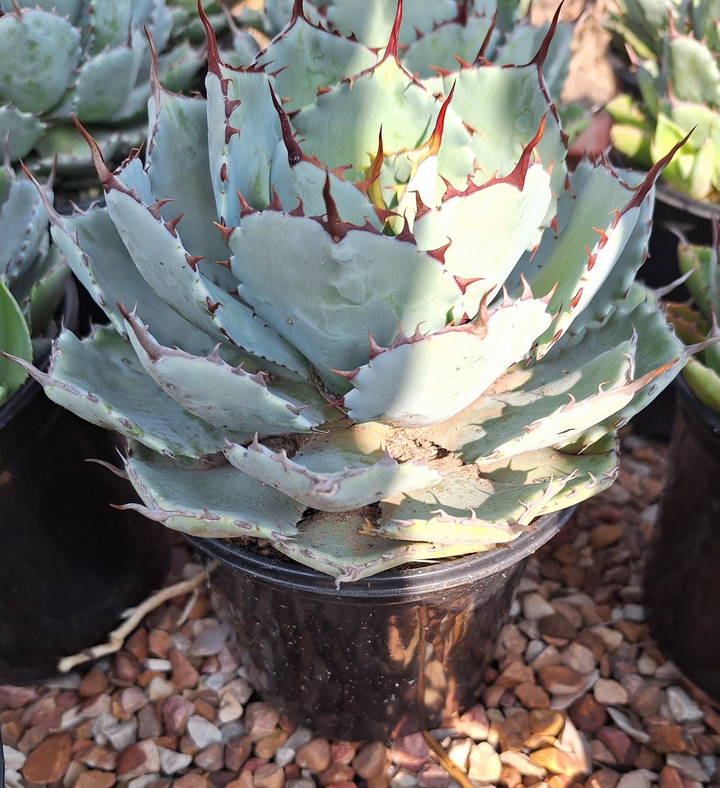 Agave Potatorum