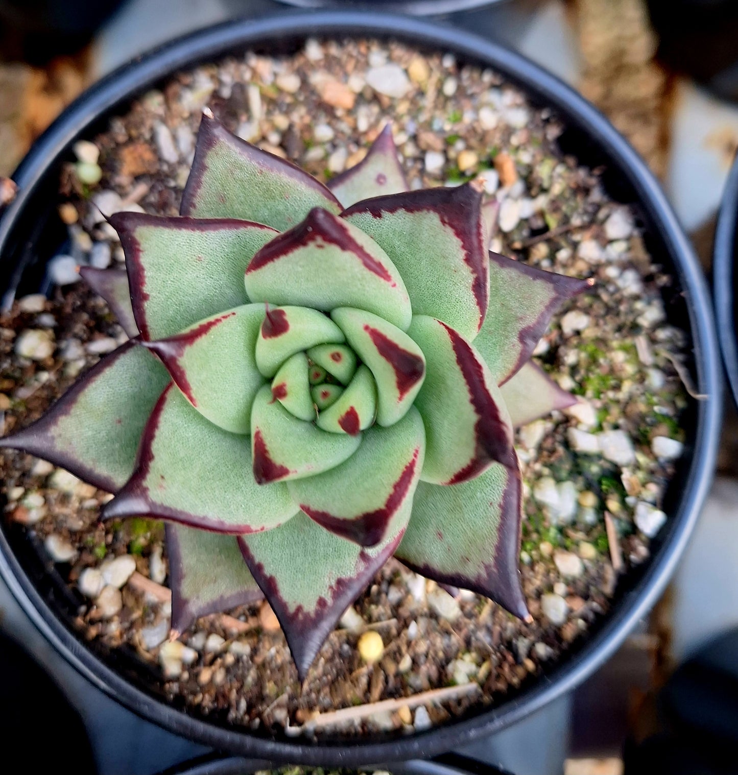 Agavoides Ebony