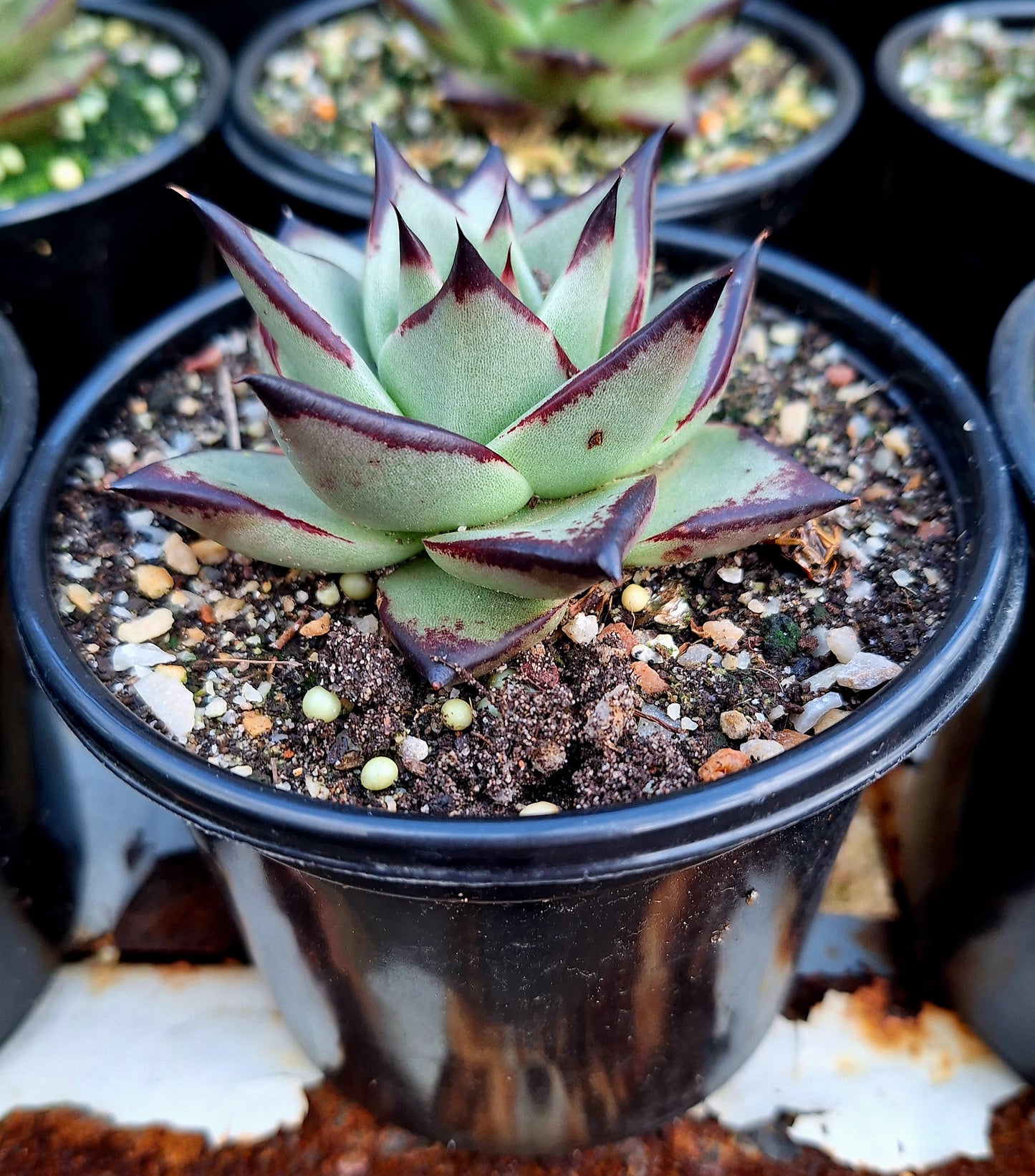 Agavoides Ebony