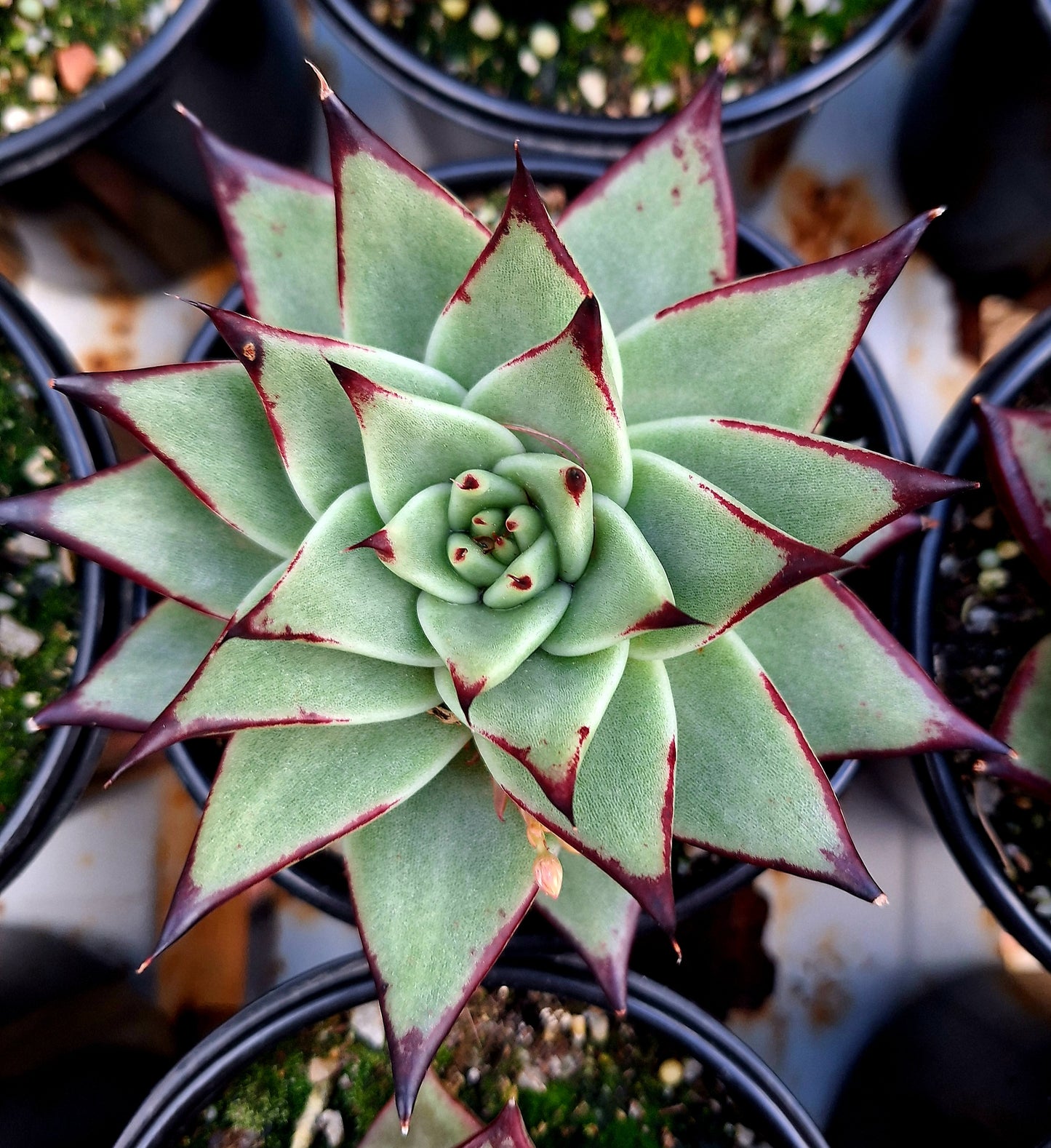 Agavoides Ebony