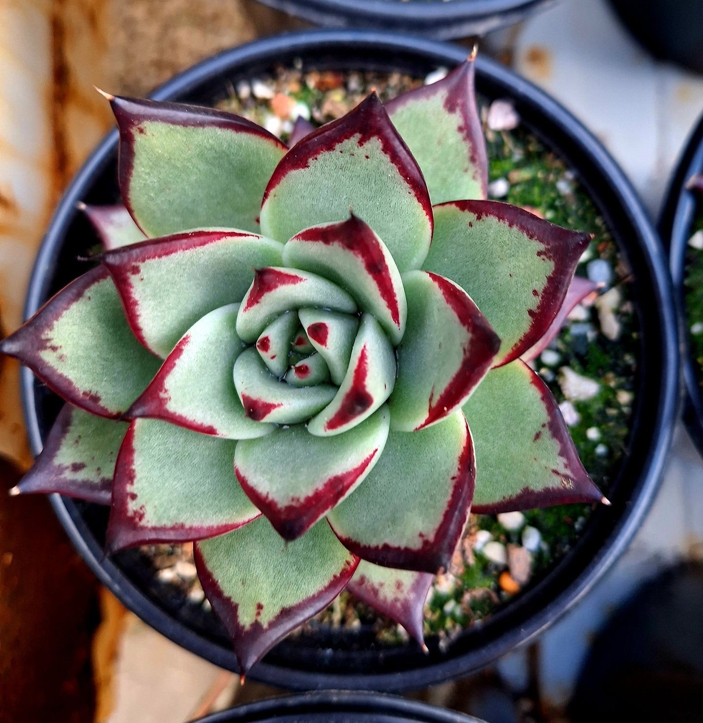 Agavoides Ebony