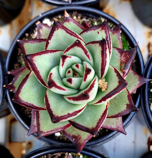 Agavoides Ebony