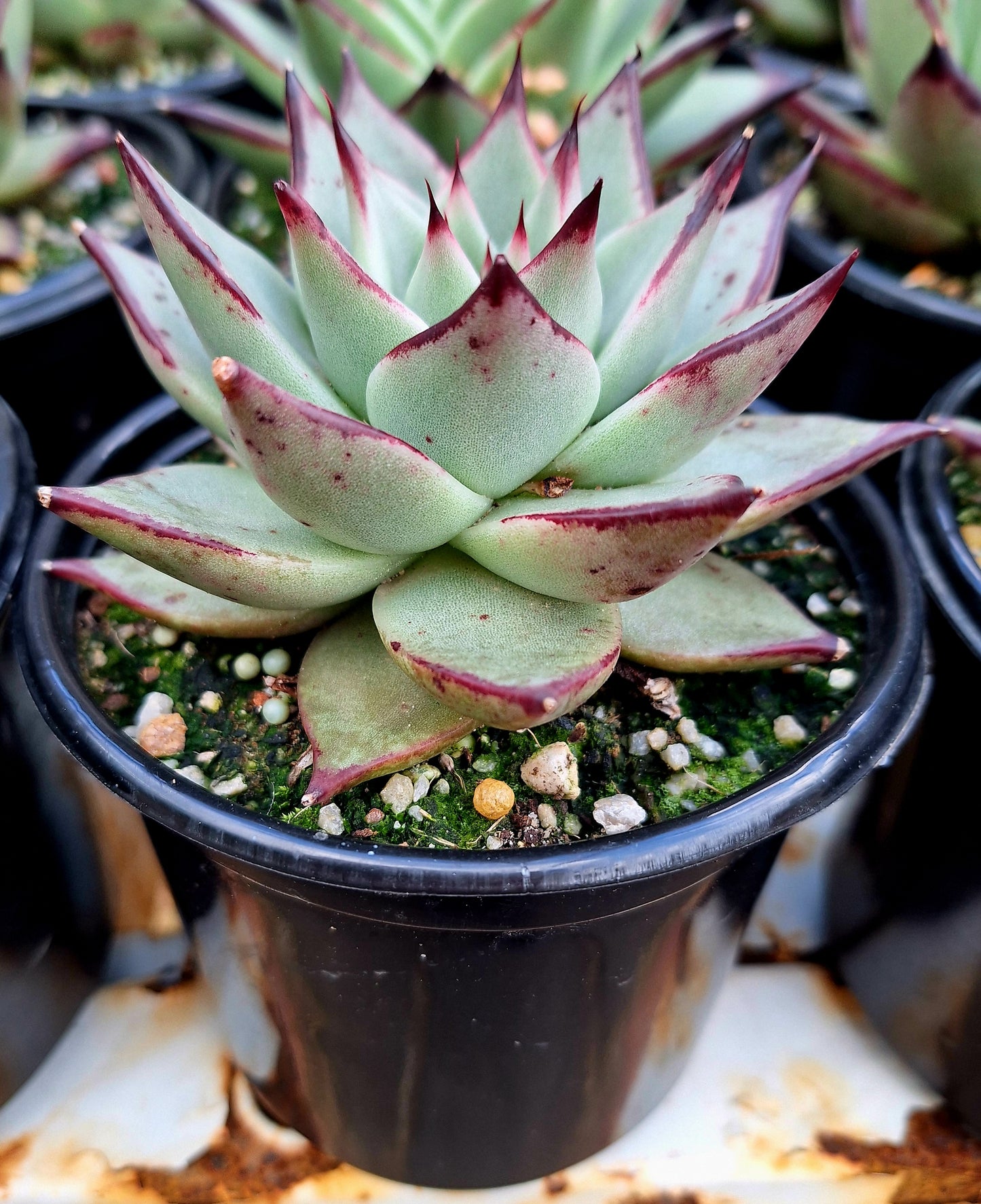 Agavoides Ebony