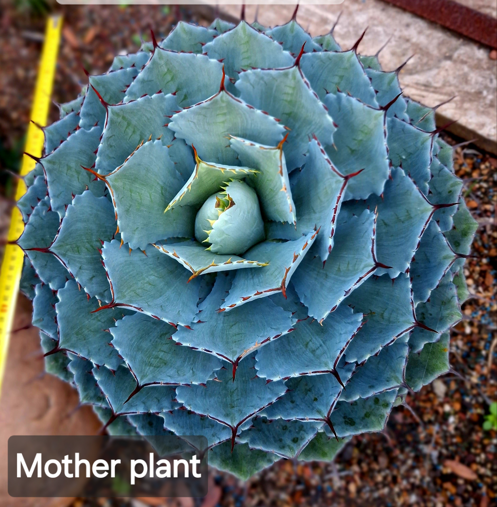 Agave Potatorum